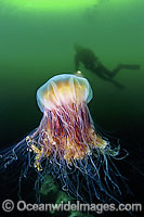 Diver observing a Lion's Mane Jellyfish (Cyanea capillata). The tentacles of this Jellyfish can extend as far as 100 feet and deliver a painful sting. Found in cool temperate seas around the world.