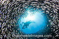 Underwater photographer photographing a massive school of Black Striped Salema (Xenocys jessiae), endemic. Galapagos Islands, Equador.