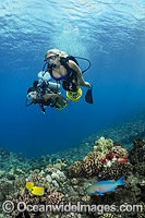 Scuba Divers exploring a tropical coral reef with underwater scooters in the waters of Hawaii, Pacific Ocean.