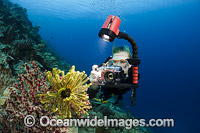 Diver photographing a Crinoid Feather Star. Photo taken in Indonesia.