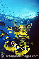 Snorkel diver (MR) with a school of tropical fish, including Raccoon Butterflyfish (Chaetodon lunula), in foreground. Photo taken off Hawaii, USA. This is a composite image, comprising of 2 or more images digitally merged together.
