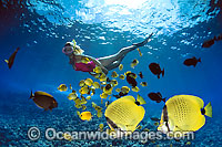 Snorkel diver (MR) with a school of tropical fish, including Milletseed butterflyfish (Chaetodon miliaris), in foreground. Photo taken off Hawaii, USA. This is a composite image, comprising of 2 or more images digitally merged together.