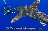 Underwater photographer (MR) photographing an Oceanic Whitetip Shark (Carcharhinus longimanus), off Hawaii, USA
