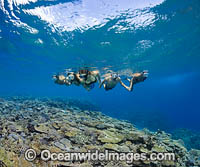 Group of people snorkelling a tropical coral reef, Fijian Islands.