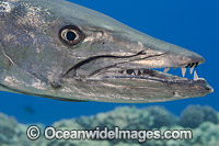Great Barracuda (Sphyraena barracuda). Found throughout all tropical seas. Photo taken in Hawaii, Pacific Ocean, USA.