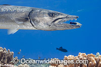 Great Barracuda (Sphyraena barracuda), being cleaned by an endemic Hawaiian Cleaner Wrasse (Labroides phthirophagus). Photo taken in Hawaii, Pacific Ocean, USA.