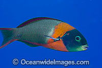 Saddle Wrasse (Thalassoma duperrey). This fish in endemic to the waters of Hawaii, where this picture was taken.