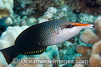 Bird-nose Wrasse (Gomphosus varius), female. Found on tropical reefs throughout the West Pacific.