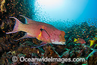 Mexican Hogfish (Bodianus diplotaenia), adult male, and schooling Cardinalfish (Apogon pacifici). Photo taken at Gordon Rocks, Galapagos Archipelago, Ecuador.