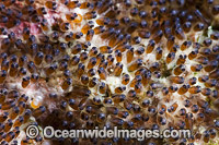 Egg cluster of Clark's Anemonefish (Amphiprion clarkii). Found in association with large sea anemones throughout Indo-West Pacific, including the Great Barrier Reef. Geographically highly variable in colour and form.