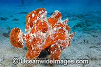 Giant Frogfish (Antennarius commersoni). Also known as Giant Anglerfish. This species is highly variable in colour. Found throughout the Indo-West Pacific. Photo taken off Maui, Hawaii, Pacific Ocean.