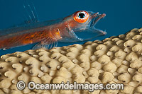 Whip Coral Goby (Bryaninops amplus), on a whip coral with its mouth open. Photo was taken off Yap in Micronesia.