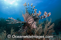 Lionfish (Pterois volitans). Also known as Firefish. Photo taken in Indonesia.