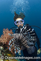 Diver observing a Lionfish (Pterois volitans). Also known as Firefish. Photo taken at Raja Ampat, Indonesia.