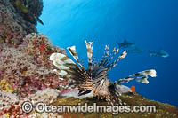 Lionfish (Pterois volitans), and Gray Reef Sharks (Carcharhinus amblyrhynchos). Photo taken off Yap, Micronesia.