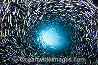A schooling vortex of Black Striped Salema (Xenocys jessiae). This fish is endemic to the Galapagos Islands, where this picture was taken. Galapagos Islands, Equador.