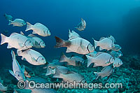 Schooling Dusky Chub (Girella freminvillei). This fish is endemic to the Galapagos Archipelago, Ecuador, where this picture was taken, and is also known as Porgy.