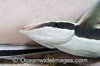 Remora (Echeneis naucrates) also known as Suckerfish and Sharksucker, attached to a Lemon Shark (Negaprion brevirostris). Found in most tropical and some warm temperate waters of the world.