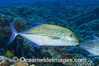 Blue-fin Trevally (Caranx melampygus). Found in all tropical seas throughout the world. Usually seen solitary or in small groups. Photo taken off Hawaii Pacific Ocean.