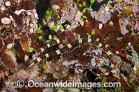 Brown-banded Pipefish (Corythoichthys amplexus), on a reef off the island of Kadavu, Fiji.