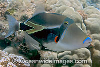 Picasso Triggerfish (Rhinecanthus rectangulus). This fish was voted Hawaii's state fish in 1984. Photo taken off Hawaii, Pacific Ocean