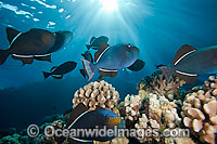 Schooling Black Triggerfish (Melichthys niger). Also known as Black Durgon. Photo taken off Hawaii, Pacific Ocean.