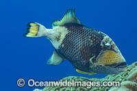 Titan Triggerfish (Balistoides viridescens). Found thoughout the Great Barrier Reef, NW Australia, SE Asia and Indo-central Pacific.