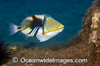 Picasso Triggerfish (Rhinecanthus aculeatus). Hawaii, Pacific Ocean, USA