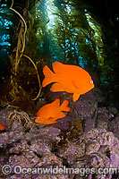 Garibaldi (Hypsypops rubicundus), in Kelp Forest (Macrocystis pyrifera). This is the state fish of California. Photo taken off Catalina Island, California, USA.
