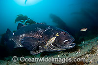 Giant Black Sea Bass (Stereolepis gigas). Photo taken off Catalina Island, California, USA. East Pacific Ocean.