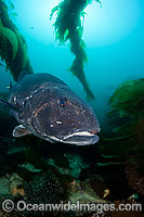 Giant Black Sea Bass (Stereolepis gigas). Photo taken off Catalina Island, California, USA. East Pacific Ocean.