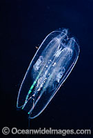 Ctenophore or Winged Comb Jelly (Leucothea multicornis). Also known as Sea Gooseberries, Comb Jellies are in fact not related to Jellyfish. Photo taken in Hawaii, Pacific Ocean, USA