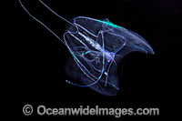 Unidentified Ctenophore or Comb Jelly. Also known as Sea Gooseberries, Comb Jellies are in fact not related to Jellyfish. Photo taken in Hawaii, Pacific Ocean, USA
