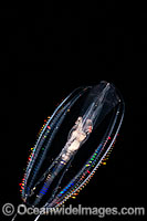 Ctenophore or Comb Jelly (Genus: Hormiphora). Also known as Sea Gooseberries, Comb Jellies are in fact not related to Jellyfish. Photo taken in Hawaii, Pacific Ocean, USA