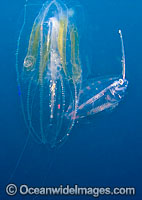 Winged Comb Jelly (Leucothea multicornis) and larval fish. The fish is sheltering with the Comb Jelly for protection from open water predators. Photo taken in Indonesia. Within the Coral Triangle.