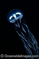 Stinging Jellyfish (possibly: Olindias sp.). Photo taken off Micronesia, Pacific Ocean