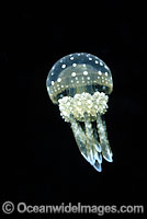 Stinging Jellyfish (Mastigias papua). Photo taken off Palau, Micronesia, Pacific Ocean.