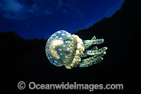 Stinging Jellyfish (Mastigias papua). Photo taken off Palau, Micronesia, Pacific Ocean.