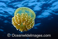 Jellyfish (Phyllorhiza punctata). Photo taken off Thailand, Andaman Sea. Within the Coral Triangle.
