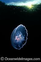 Moon Jellyfish (Aurelia aurita). Photo taken off British Columbia, Canada.
