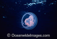 Moon Jellyfish (Aurelia aurita). Photo taken off Thailand, Andaman Sea. Within the Coral Triangle.