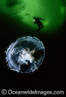 Diver and Moon Jellyfish (Aurelia aurita). Photo taken off British Columbia, Canada, Pacific Ocean.