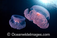 Jellyfish (Crambione mastigophora). Photo taken at Truk Lagoon, Micronesia, Pacific Ocean