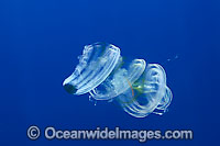 Venus Girdle Comb Jelly (Cestum veneris). Also known as Cestid Comb Jelly. Found throughout the Indo-West Pacific. Photo taken off Hawaii, Pacific Ocean, USA