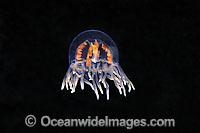 Clinging Jellyfish (Gonionemus vertens). Also known as Orange Striped Jellyfish. British Columbia, Canada.