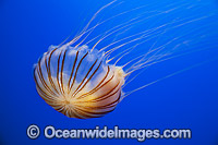Pacific Sea Nettle Jellyfish (Chrysaora fuscescens). Found in the East Pacific Ocean from Canada to Mexico.