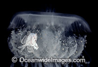 Juvenile Medusa Fish (Icichthys lockingtoni), using a Crowned Jellyfish (Cephea cephea) as a protective home. Photo taken in Hawaii, USA.