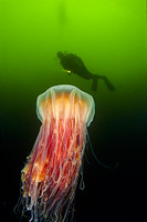 Diver observing a Lion's Mane Jellyfish (Cyanea capillata). The tentacles of this Jellyfish can extend as far as 100 feet and deliver a painful sting. Found in cool temperate seas around the world. Photo taken in British Columbia, Canada.