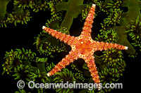 Spiny Sea Star (Gomophia egeria), on a colony of Green Tube Coral (Tubastrea micrantha). Photo taken at the Fijian Islands.