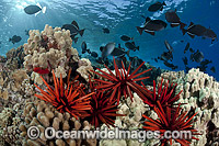 Reef scene with Slate Pencil Sea Urchin (Heterocentrotus mammillatus), corals and schooling Black Triggerfish (Melichthys niger). Photo taken off Hawaii, Pacific Ocean.